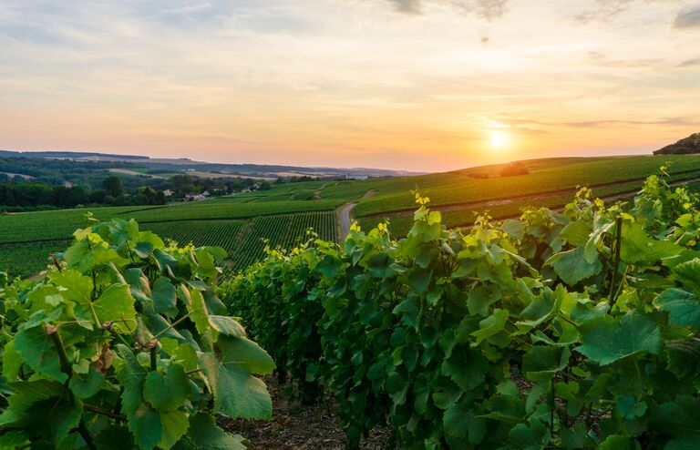 Champagne vineyards at the Hunter Valley Wine Region, New South Wales, Australia