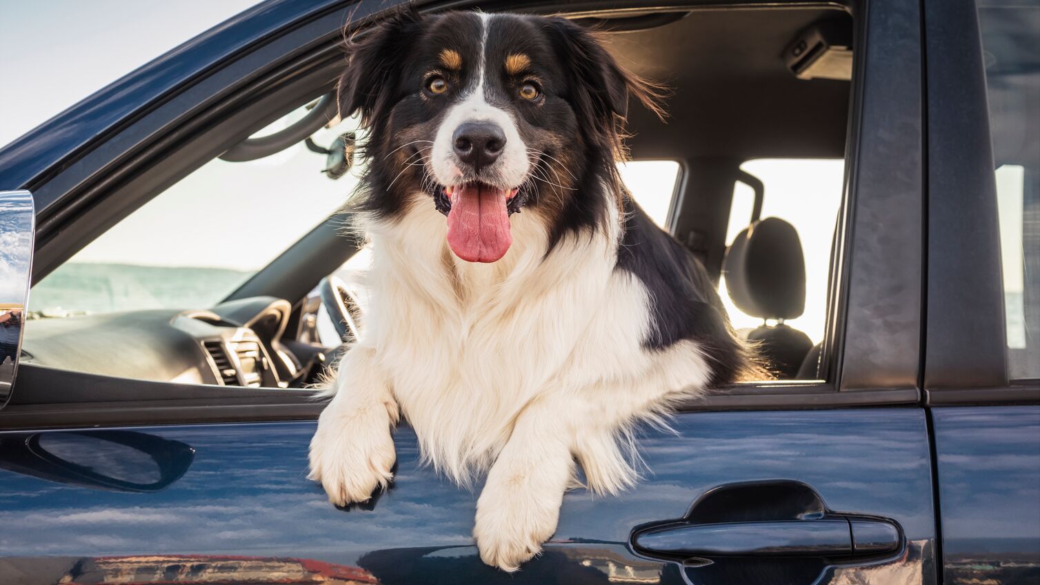 Dog leaning out window of car