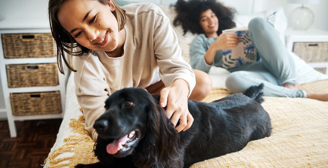 Pet, bed and happy lesbian couple play in home, morning and relax together in house. Dog, bedroom and gay women with animal, bonding and having fun in healthy relationship, lgbtq connection and care