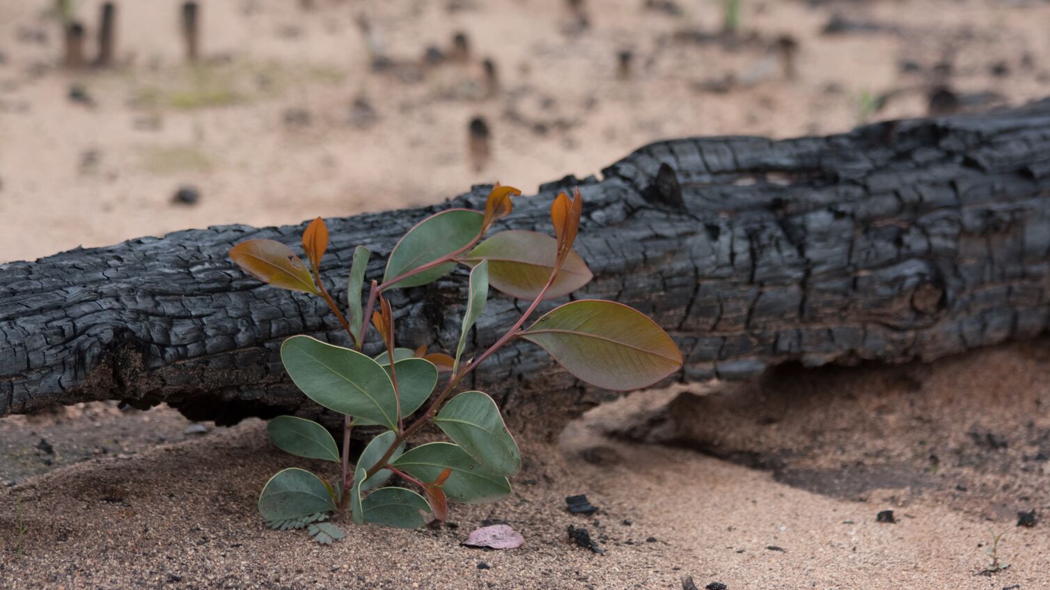 Close-up image of life returning to bush-land after a large bush-fire. Eucalyptus tree sprouting.