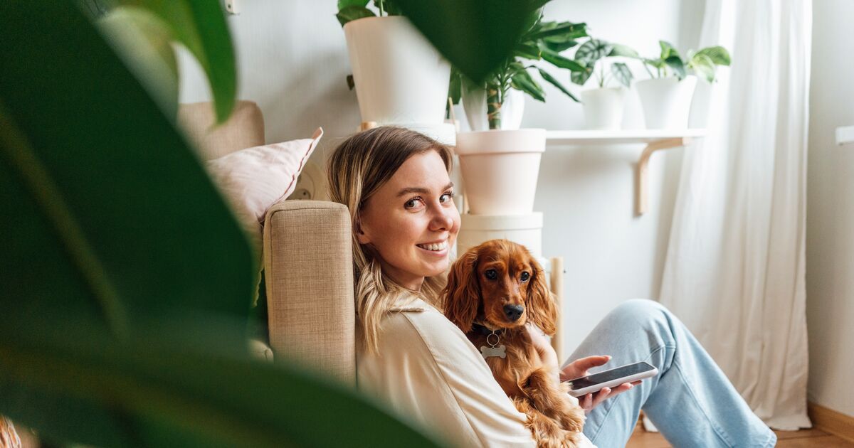 woman, dog, spaniel, red, ginger, home, plants