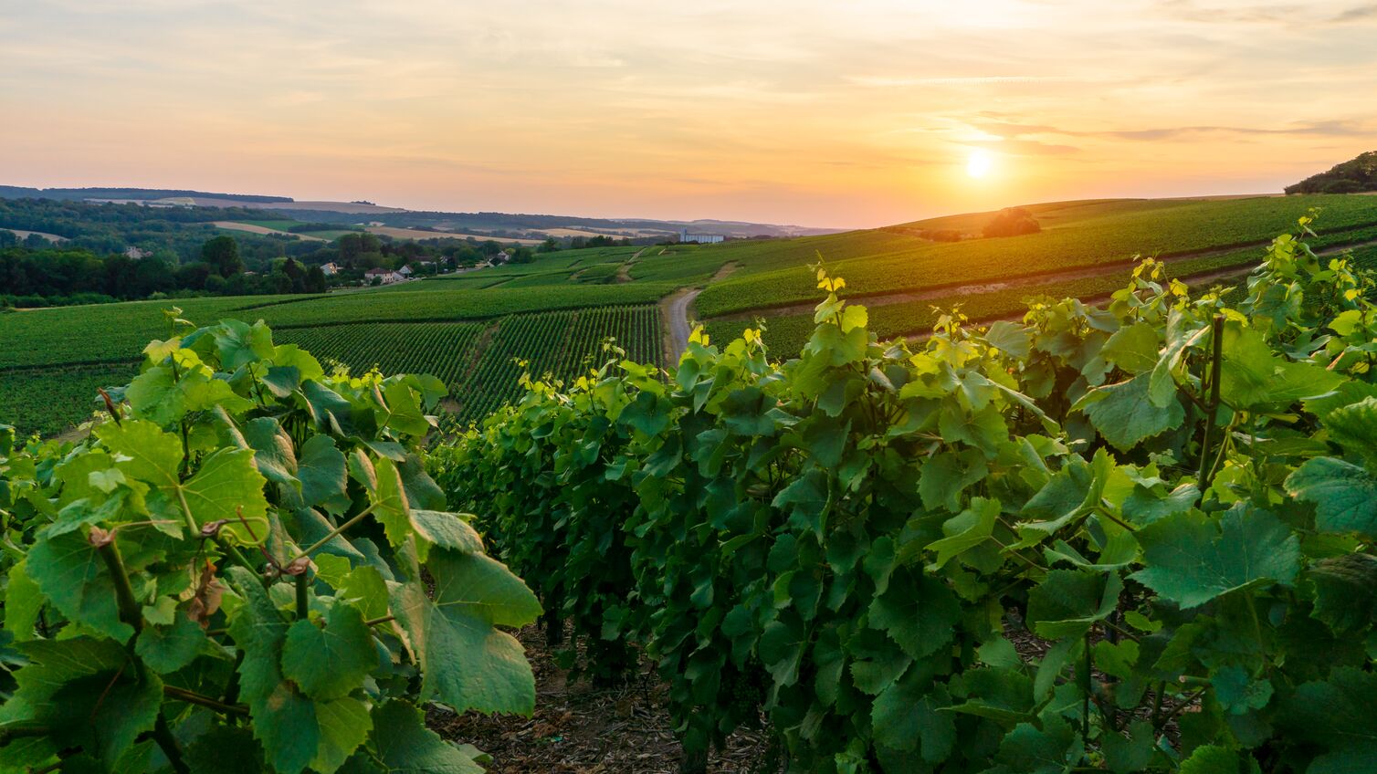 Champagne vineyards at the Hunter Valley Wine Region, New South Wales, Australia